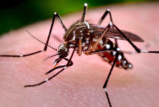 Dieu can biet ve virus Zika an nao nguoi-Hinh-3